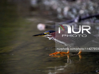 A green heron is looking for food during the early morning hours at the Oxbow Nature Conservancy in Lawrenceburg, Indiana, on July 22, 2024....