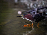 A green heron is looking for food during the early morning hours at the Oxbow Nature Conservancy in Lawrenceburg, Indiana, on July 22, 2024....