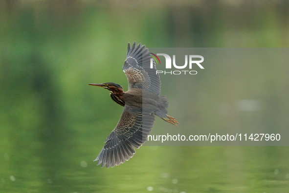 A green heron is looking for food during the early morning hours at the Oxbow Nature Conservancy in Lawrenceburg, Indiana, on July 22, 2024....