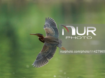 A green heron is looking for food during the early morning hours at the Oxbow Nature Conservancy in Lawrenceburg, Indiana, on July 22, 2024....