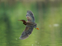 A green heron is looking for food during the early morning hours at the Oxbow Nature Conservancy in Lawrenceburg, Indiana, on July 22, 2024....