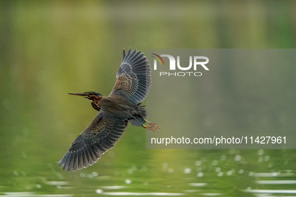 A green heron is looking for food during the early morning hours at the Oxbow Nature Conservancy in Lawrenceburg, Indiana, on July 22, 2024....