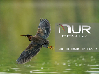 A green heron is looking for food during the early morning hours at the Oxbow Nature Conservancy in Lawrenceburg, Indiana, on July 22, 2024....