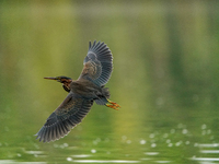 A green heron is looking for food during the early morning hours at the Oxbow Nature Conservancy in Lawrenceburg, Indiana, on July 22, 2024....