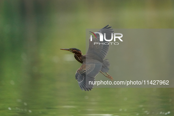 A green heron is looking for food during the early morning hours at the Oxbow Nature Conservancy in Lawrenceburg, Indiana, on July 22, 2024....