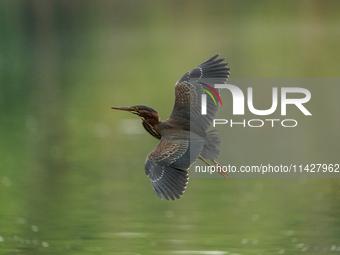 A green heron is looking for food during the early morning hours at the Oxbow Nature Conservancy in Lawrenceburg, Indiana, on July 22, 2024....