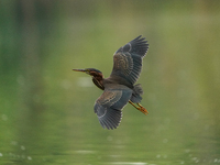 A green heron is looking for food during the early morning hours at the Oxbow Nature Conservancy in Lawrenceburg, Indiana, on July 22, 2024....