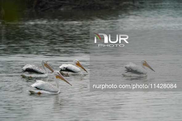 American white pelicans are looking for food during the early morning hours at the Oxbow Nature Conservancy in Lawrenceburg, Indiana, on Jul...