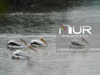 American white pelicans are looking for food during the early morning hours at the Oxbow Nature Conservancy in Lawrenceburg, Indiana, on Jul...