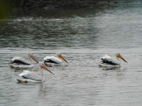 American white pelicans are looking for food during the early morning hours at the Oxbow Nature Conservancy in Lawrenceburg, Indiana, on Jul...