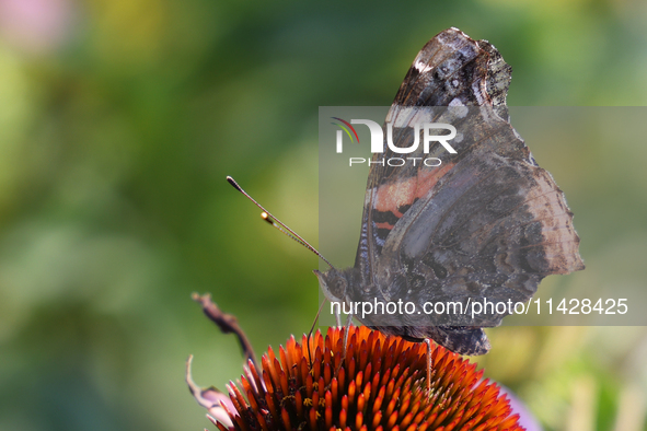 A Red Admiral Butterfly (Vanessa atalanta) is drinking nectar from a daisy flower in Toronto, Ontario, Canada, on July 13, 2024. 