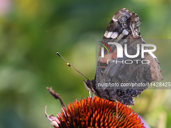 A Red Admiral Butterfly (Vanessa atalanta) is drinking nectar from a daisy flower in Toronto, Ontario, Canada, on July 13, 2024. (