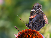 A Red Admiral Butterfly (Vanessa atalanta) is drinking nectar from a daisy flower in Toronto, Ontario, Canada, on July 13, 2024. (