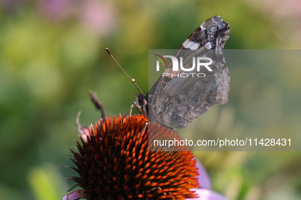 A Red Admiral Butterfly (Vanessa atalanta) is drinking nectar from a flower in Toronto, Ontario, Canada, on July 13, 2024. 