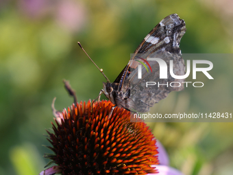 A Red Admiral Butterfly (Vanessa atalanta) is drinking nectar from a flower in Toronto, Ontario, Canada, on July 13, 2024. (