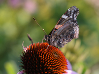 A Red Admiral Butterfly (Vanessa atalanta) is drinking nectar from a flower in Toronto, Ontario, Canada, on July 13, 2024. (