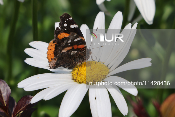 A Red Admiral Butterfly (Vanessa atalanta) is drinking nectar from a daisy flower in Toronto, Ontario, Canada, on July 13, 2024. 