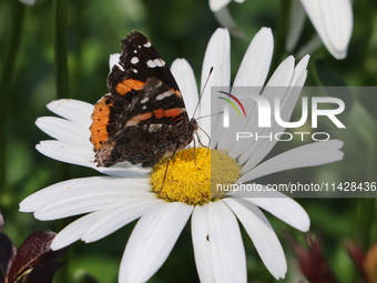 A Red Admiral Butterfly (Vanessa atalanta) is drinking nectar from a daisy flower in Toronto, Ontario, Canada, on July 13, 2024. (