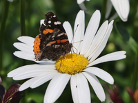 A Red Admiral Butterfly (Vanessa atalanta) is drinking nectar from a daisy flower in Toronto, Ontario, Canada, on July 13, 2024. (