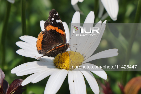 A Red Admiral Butterfly (Vanessa atalanta) is drinking nectar from a daisy flower in Toronto, Ontario, Canada, on July 13, 2024. 