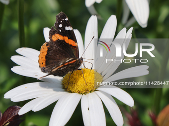 A Red Admiral Butterfly (Vanessa atalanta) is drinking nectar from a daisy flower in Toronto, Ontario, Canada, on July 13, 2024. (