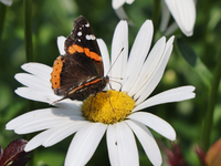 A Red Admiral Butterfly (Vanessa atalanta) is drinking nectar from a daisy flower in Toronto, Ontario, Canada, on July 13, 2024. (