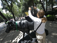 A woman is taking a photo of a fiberglass cow painting by an artist during the inauguration of the 'Cowparade Mexico 2024' on Avenida Reform...