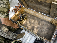 Bullets are being seen during the shooting practice with a Browning heavy machine gun by the soldiers of the Separate Anti-Aircraft Machine...