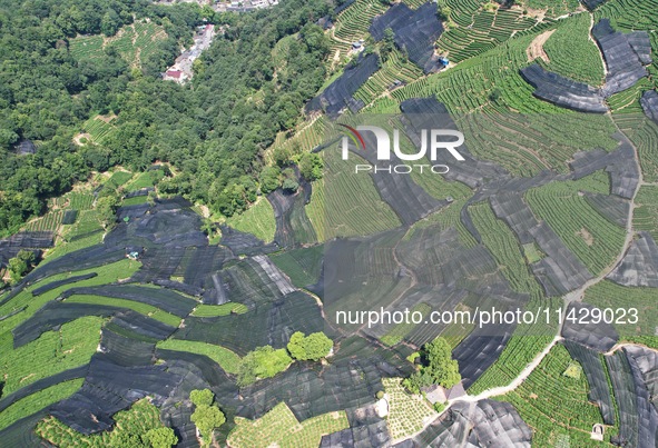 A sunscreen net is covering a large area of Tea Hill at the West Lake Longjing Level 1 Conservation Area in Hangzhou, China, on July 23, 202...