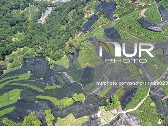 A sunscreen net is covering a large area of Tea Hill at the West Lake Longjing Level 1 Conservation Area in Hangzhou, China, on July 23, 202...