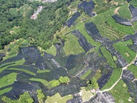 A sunscreen net is covering a large area of Tea Hill at the West Lake Longjing Level 1 Conservation Area in Hangzhou, China, on July 23, 202...