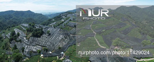 A sunscreen net is covering a large area of Tea Hill at the West Lake Longjing Level 1 Conservation Area in Hangzhou, China, on July 23, 202...