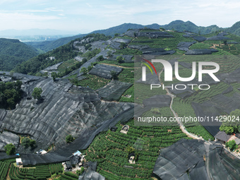 A sunscreen net is covering a large area of Tea Hill at the West Lake Longjing Level 1 Conservation Area in Hangzhou, China, on July 23, 202...