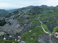 A sunscreen net is covering a large area of Tea Hill at the West Lake Longjing Level 1 Conservation Area in Hangzhou, China, on July 23, 202...