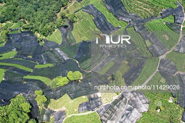 A sunscreen net is covering a large area of Tea Hill at the West Lake Longjing Level 1 Conservation Area in Hangzhou, China, on July 23, 202...