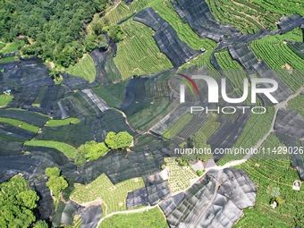 A sunscreen net is covering a large area of Tea Hill at the West Lake Longjing Level 1 Conservation Area in Hangzhou, China, on July 23, 202...