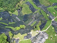 A sunscreen net is covering a large area of Tea Hill at the West Lake Longjing Level 1 Conservation Area in Hangzhou, China, on July 23, 202...