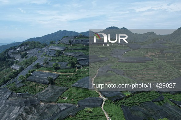 A sunscreen net is covering a large area of Tea Hill at the West Lake Longjing Level 1 Conservation Area in Hangzhou, China, on July 23, 202...