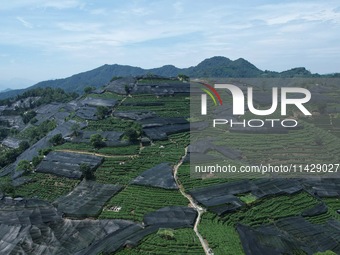 A sunscreen net is covering a large area of Tea Hill at the West Lake Longjing Level 1 Conservation Area in Hangzhou, China, on July 23, 202...