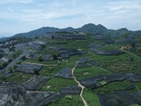 A sunscreen net is covering a large area of Tea Hill at the West Lake Longjing Level 1 Conservation Area in Hangzhou, China, on July 23, 202...