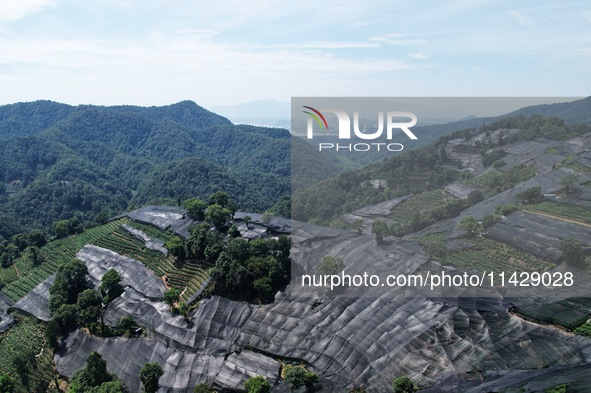 A sunscreen net is covering a large area of Tea Hill at the West Lake Longjing Level 1 Conservation Area in Hangzhou, China, on July 23, 202...