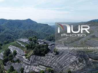 A sunscreen net is covering a large area of Tea Hill at the West Lake Longjing Level 1 Conservation Area in Hangzhou, China, on July 23, 202...