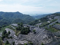 A sunscreen net is covering a large area of Tea Hill at the West Lake Longjing Level 1 Conservation Area in Hangzhou, China, on July 23, 202...