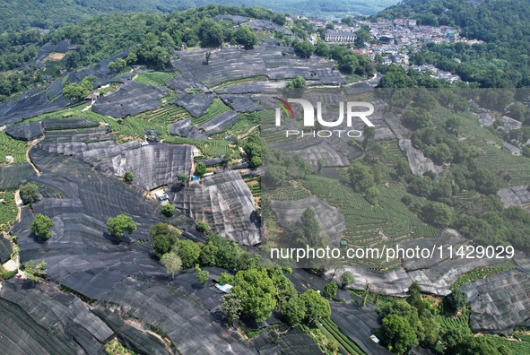 A sunscreen net is covering a large area of Tea Hill at the West Lake Longjing Level 1 Conservation Area in Hangzhou, China, on July 23, 202...