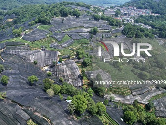 A sunscreen net is covering a large area of Tea Hill at the West Lake Longjing Level 1 Conservation Area in Hangzhou, China, on July 23, 202...