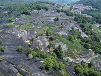 A sunscreen net is covering a large area of Tea Hill at the West Lake Longjing Level 1 Conservation Area in Hangzhou, China, on July 23, 202...