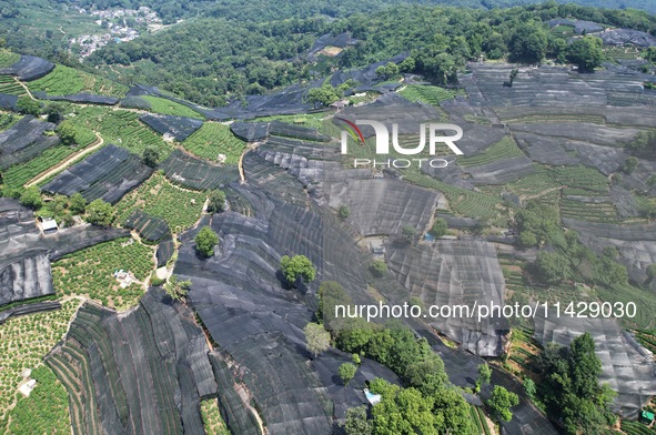 A sunscreen net is covering a large area of Tea Hill at the West Lake Longjing Level 1 Conservation Area in Hangzhou, China, on July 23, 202...