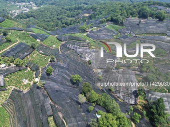 A sunscreen net is covering a large area of Tea Hill at the West Lake Longjing Level 1 Conservation Area in Hangzhou, China, on July 23, 202...