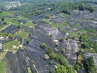 A sunscreen net is covering a large area of Tea Hill at the West Lake Longjing Level 1 Conservation Area in Hangzhou, China, on July 23, 202...