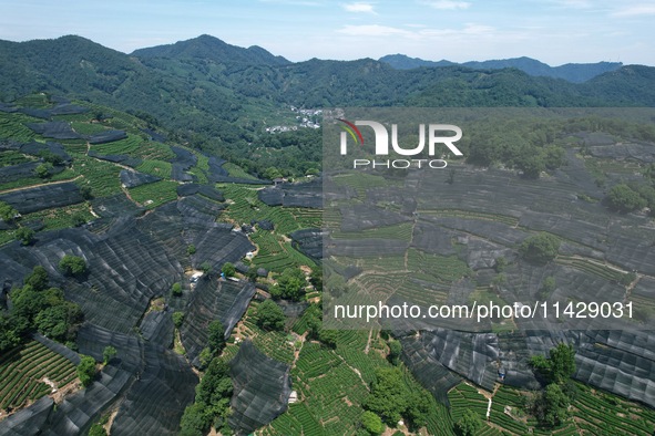 A sunscreen net is covering a large area of Tea Hill at the West Lake Longjing Level 1 Conservation Area in Hangzhou, China, on July 23, 202...